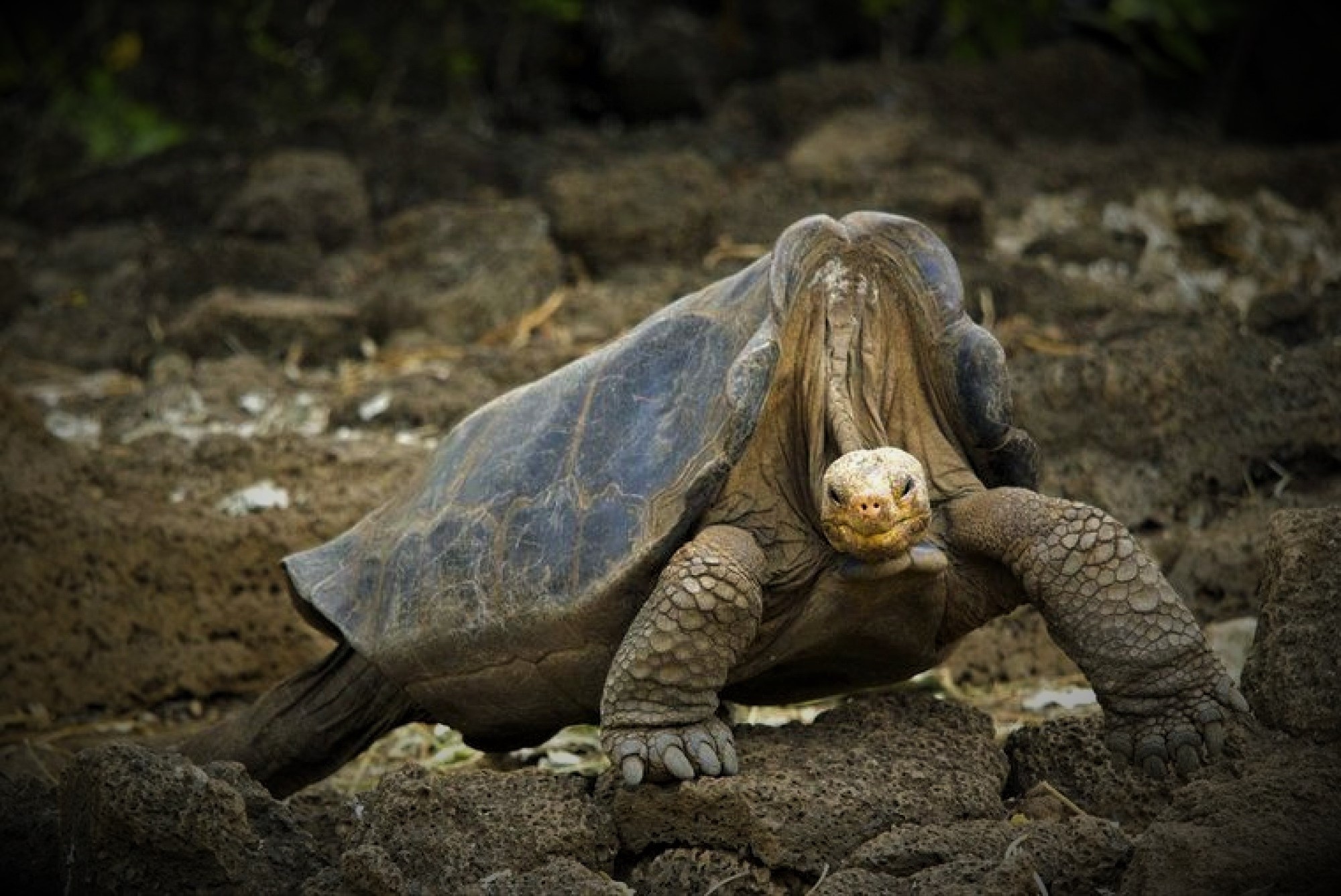 Two Extinct Galapagos Tortoise Species May Be On their Way Back to Life